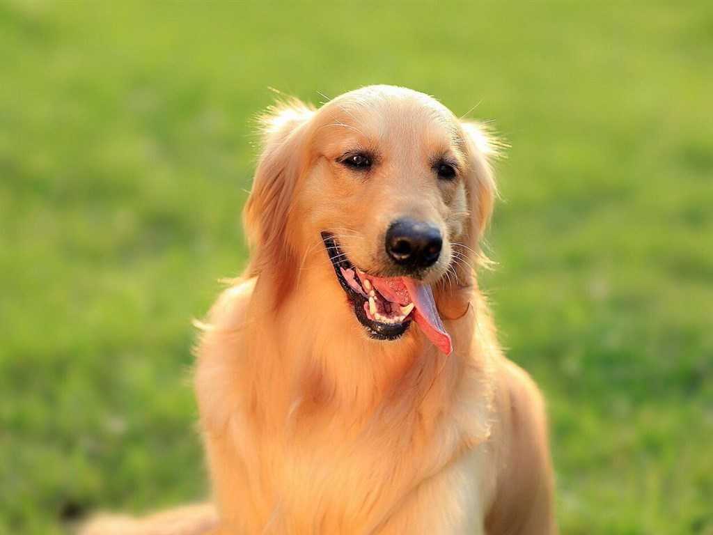 狗狗吸电子烟的烟雾会怎么样?