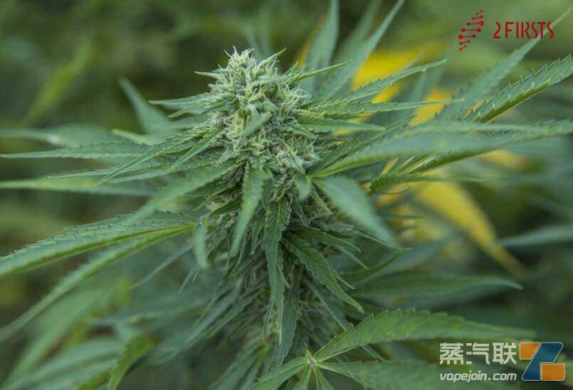 美国农业部将对多家生产商进行大麻调查