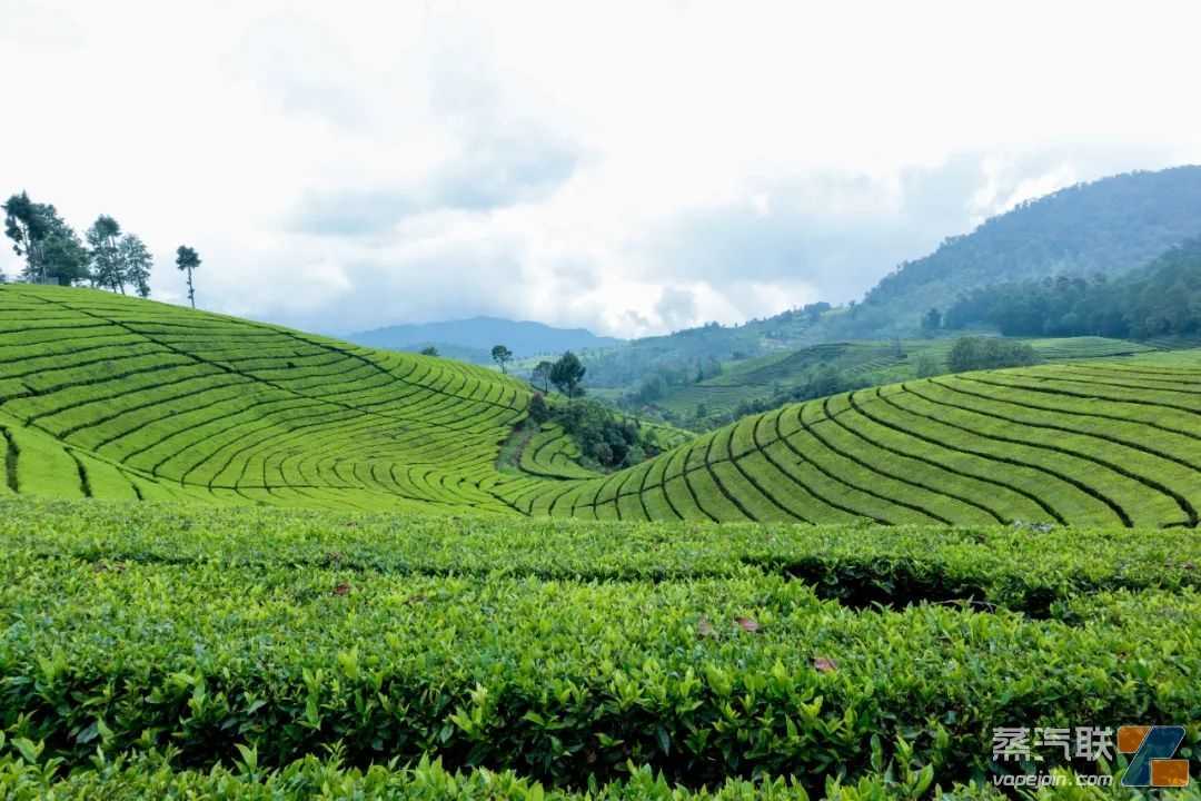 小野的烟弹口味「冷萃茉莉龙井」于茶色中见繁花，一口茉莉龙井，饮尽江南春
