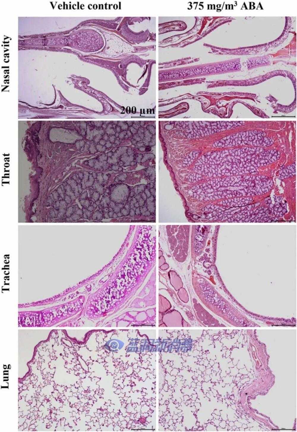 SCI期刊《应用毒理学》首次报道新型槟榔碱盐：证实雾化吸入安全性
