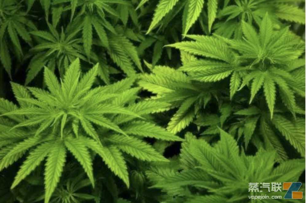 美国加州第三季度大麻税收达2.693亿美元 总累计接近55亿美元