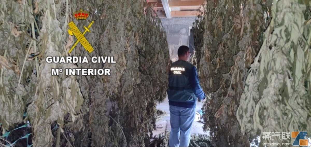 西班牙警方查获价值50万欧元非法大麻 两人已被拘留
