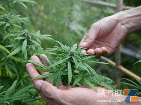 哥伦比亚众议院通过宪改议案 谋求大麻销售合法化